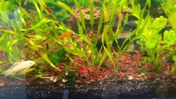 Jak karmić krewetki w akwarium z rybkami, aby uniknąć problemów?