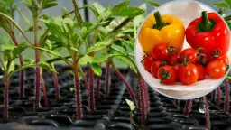 Co można siać do gruntu w marcu? Sprawdź najlepsze warzywa i kwiaty