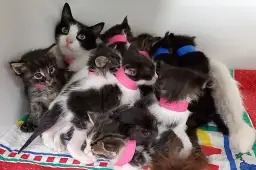 Jak sprawdzić, czy kotka urodziła wszystkie kocięta?