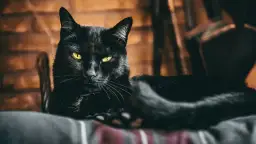 Czy koty mają duszę? Odkryj różne perspektywy na ten temat