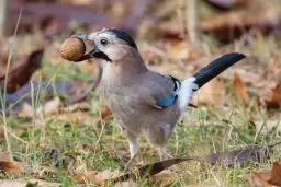 Sójka z orzechem w dziobie pokazuje, co jedzą sójki. Ptak ma niebieskie pióra na skrzydłach.