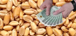 Cena pszenicy w skupie 2026: Ile zapłacą za Twoje ziarno?