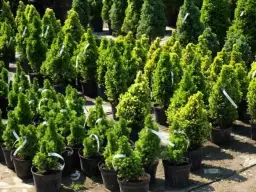 Jakie iglaki na cmentarz wybrać, aby uniknąć problemów z pielęgnacją?