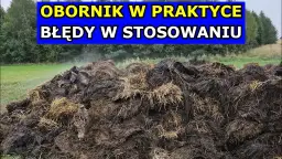 Ile obornika na hektar pod zboża: uniknij błędów w nawożeniu