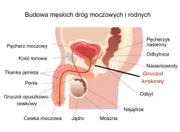 Niepokojące objawy raka prostaty: co powinien wiedzieć każdy mężczyzna