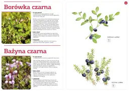 Owoce leśne: Przewodnik po jadalnych i trujących. Zbieraj świadomie!