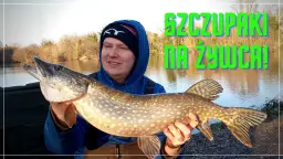 Nęcenie szczupaka: sprawdzone metody i przepisy na sukces