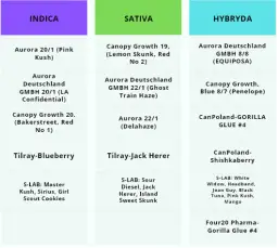 Dopalacze vs Marihuana: Kluczowe Różnice dla Twojego Bezpieczeństwa