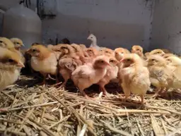 Gdzie kupić kurczaka zagrodowego? Sprawdź najlepsze opcje i ceny