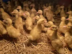 Hodowla kaczek piżmowych: Jak zacząć i osiągnąć sukces