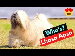 Prowadzenie hodowli lhasa apso: kompletny poradnik dla początkujących