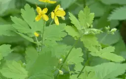 Kiedy kwitnie jaskółcze ziele? Odkryj jego tajemnice i piękno