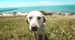 Gdzie nad morze z psem - najlepsze plaże i atrakcje dla czworonogów