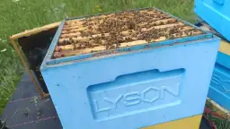 Ile można zarobić na pasiece? Sprawdź, czy to się opłaca