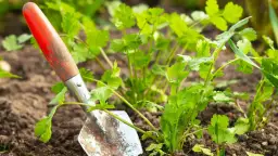 Łopatka ogrodnicza przy świeżych liściach kolendry. Czy kolendra odrasta po ścięciu? Tak, z korzenia wypuszcza nowe pędy.