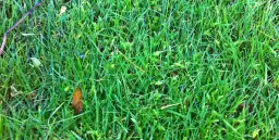 Mech na trawniku: Przyczyny, skuteczne metody i trwała profilaktyka.