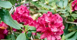 Dlaczego nie kwitną rododendrony? Odkryj przyczyny i rozwiązania