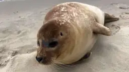 Czy w Bałtyku są foki? Oto, co musisz wiedzieć o ich gatunkach