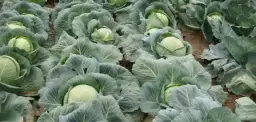Kiedy sadzić kapustę? Terminy i sekrety obfitych zbiorów w Polsce