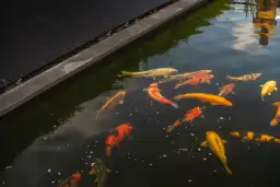 Was fressen Kois im Teich? Die besten Futteroptionen und Tipps