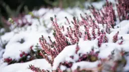 Czy wrzosy zimują w ogrodzie? Jak je skutecznie ochronić przed mrozem