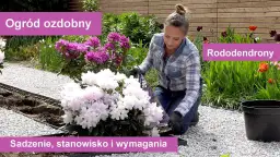Rododendron w donicy kiedy sadzić – uniknij błędów przy przesadzaniu