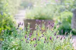 Jak sadzić lawendę w doniczce, aby uniknąć błędów i cieszyć się pięknem