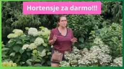 Darmowe hortensje? Rozmnażaj ogrodowe krzewy jak ekspert!
