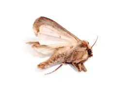 Skuteczne zwalczanie rolnic i larw w uprawach - metody i porady specjalistów