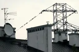 Dlaczego ptaki nie razi prąd? Odkryj tajemnice ich bezpieczeństwa