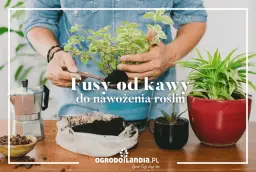 Fusy z kawy: Nawóz idealny? Które rośliny go pokochają, a które nie?