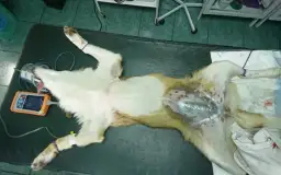 Rana po kastracji psa: powikłania, objawy i skuteczne leczenie