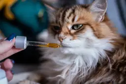 Znaleziono małe kotki? Przewodnik, jak uratować im życie!