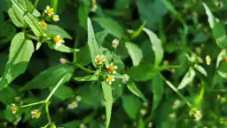 Chwast z żółtymi kwiatami: Jak je rozpoznać i unikać w ogrodzie