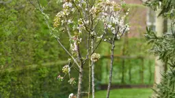 Jakie drzewa posadzić na działce, aby uniknąć błędów w wyborze?