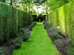 Alternatywy na ogrodzenie zamiast tui – piękne i łatwe w pielęgnacji rośliny