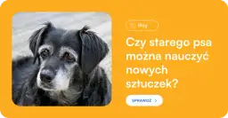 Jak wytresować dorosłego psa? Obal mity i rozwiąż problemy!