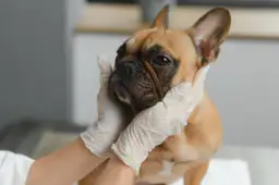 Kiedy pies wymiotuje, kiedy konieczna jest wizyta u weterynarza?