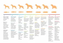 Ile powinien jeść szczeniak? Tabela, wiek, rasa karm zdrowo!