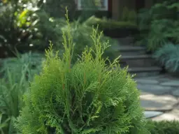 Czym pryskać tuje na wiosnę, aby uniknąć chorób i szkodników?