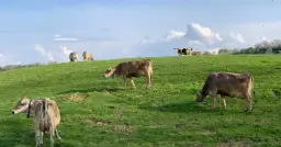 Co warto wiedzieć o cenach bydła? Kluczowe informacje dla kupujących