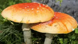 Zatrucia grzybami: objawy, pierwsza pomoc i jak ich uniknąć