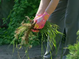 Skuteczne sposoby na usunięcie perzu z trawnika i zapobieganie jego powrotowi