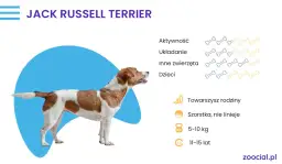 Stojące uszy u jack russell terriera - czy to wada czy zaleta rasy?