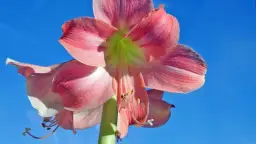 Amarylis ile razy kwitnie? Odkryj tajemnice jego cyklu kwitnienia