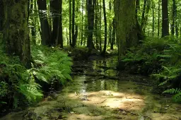 Rezerwat Przyrody Srebrne Źródła – co warto wiedzieć przed wizytą?