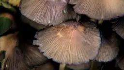 Grzyby halucynogenne: Jak wyglądają? Ryzyko i prawo