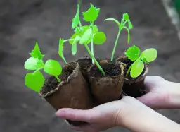 Młode sadzonki ogórków w doniczkach torfowych, gotowe do wysadzenia. Wschodzą szybko, dając nadzieję na obfite plony.