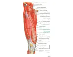 Todo sobre el músculo anterior del muslo: funciones y anatomía esenciales