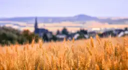 Ile ziemi posiada Kościół w Polsce? Zaskakujące dane i fakty o majątku kościelnym